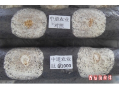 香菇菌丝 试验对照图3