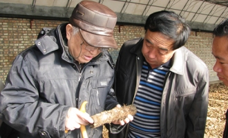 中國(guó)天麻之父徐錦堂先生到昌平考察天麻種植工作 ()