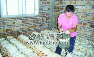五華縣安流鎮(zhèn)靈芝種植產(chǎn)業(yè)得到長(zhǎng)足發(fā)展 ()