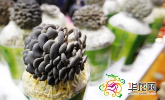 農(nóng)交會(huì)家庭自制食用菌菌包受歡迎 ()