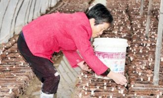 仙游縣鐘山鎮(zhèn)鼓勵(lì)菇農(nóng)規(guī)模發(fā)展食用菌產(chǎn)業(yè) ()