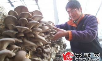 開(kāi)封縣區(qū)農(nóng)民大棚發(fā)展蔬菜及食用菌種植增加收入 ()