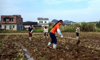 2012年廣西食用菌總產(chǎn)量突破100萬噸 ()