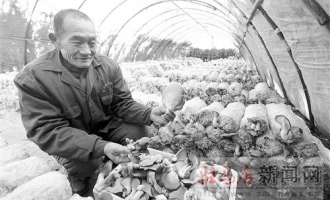 平輿縣東皇街道推廣玉米芯栽培食用菌增收 ()