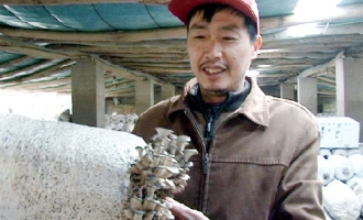 騰世府：食用菌種植讓收入翻番 ()