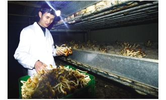 天津：工廠化培育茶樹菇獲成功 ()