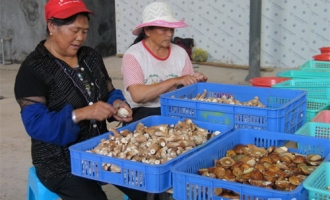 野生食用菌成為龍朋鎮(zhèn)農(nóng)民增收亮點 ()