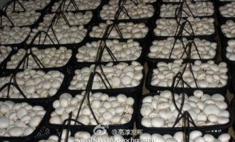 固城食用菌走紅冬季市場 ()