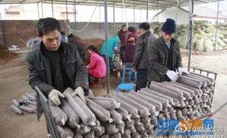 兩當縣發(fā)展食用菌440萬袋 ()