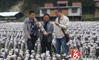 溆浦縣黑木耳種植推動縣域經(jīng)濟發(fā)展 ()