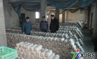 和布克賽爾縣大棚種植食用菌拓展農(nóng)民增收渠道 ()