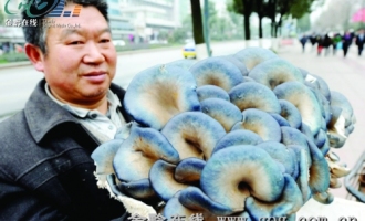 貴陽：核桃菌受歡迎 ()