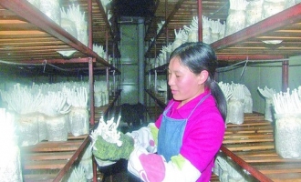泰寧縣食用菌年產(chǎn)值突破6000萬元 ()