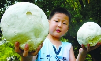 南京中山植物園現(xiàn)巨型蘑菇 ()
