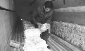 呂樂林種植食用菌年收入9萬元 ()