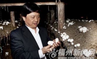 長樂雙孢蘑菇有了專家指導(dǎo)　質(zhì)優(yōu)菇鮮市場“走”得遠 ()