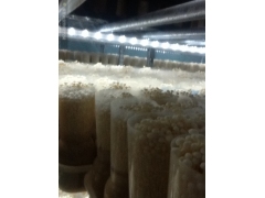 深圳厂家直销金针菇LED补光灯图2