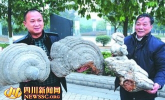 李從瑞守候30年采得巨型靈芝 ()