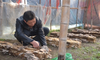 文成縣將廢棄稻草變成栽培食用菌發(fā)家致富的寶貝 ()