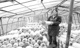 羅陽剛回家創(chuàng)業(yè)種植食用菌前景好 ()
