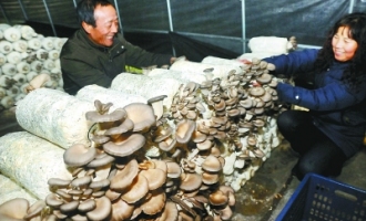 高淳縣淳溪鎮(zhèn)食用菌市場熱銷 ()