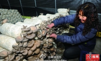 高淳縣姜家村百畝無公害食用菌生產(chǎn)基地運(yùn)行良好 ()