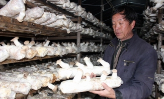 磐安縣食用菌標(biāo)準(zhǔn)化示范園種植輕松、收入不菲 ()