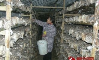 留守婦發(fā)展食用菌種植產(chǎn)值達(dá)近百萬元 ()