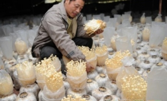 食用菌種菇大戶沈世榮年賺40萬 ()