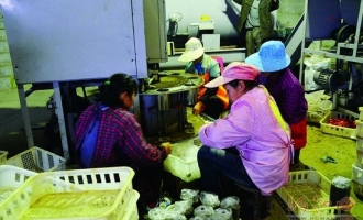宜州市大力發(fā)展桑枝食用菌產(chǎn)業(yè) ()