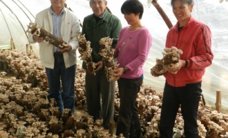 桂林食用菌綜合試驗站站長檢查指導冬季食用菌生產(chǎn) ()