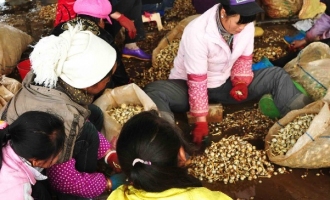 石屏縣冬茨菇實現(xiàn)產(chǎn)值4160萬元 ()