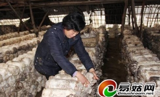 專注食用菌25年—“科技種”結(jié)出菌農(nóng)“增收果” ()
