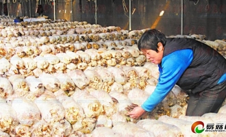 食用菌給農(nóng)民帶來大收益(圖) ()