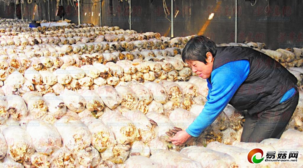 农户养殖的食用菌上半年有望进入超市销售。通讯员 王晓燕