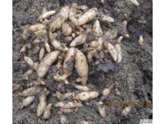 供应天麻种子图1