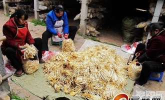 石板凳鎮(zhèn)高豐村大力發(fā)展食用菌種植 ()