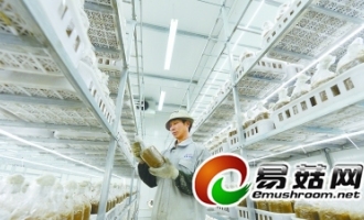 福建省首個繡球菌工廠化栽培項目投產(chǎn) ()