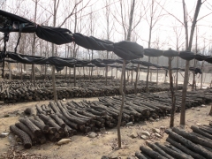 关注健康--供应纯天然椴木香菇图1