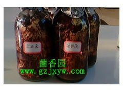 贵州天麻蜜环菌种图1