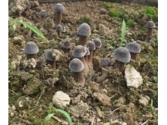 皇家贡品－黑皮鸡枞菌图1