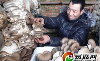 黑河市愛輝區(qū)幸福鄉(xiāng)食用菌產(chǎn)業(yè)實現(xiàn)規(guī)模化 ()