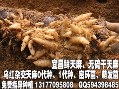 乌红杂交0代天麻种子/状元天麻/高产/杂交天麻种植技术图3