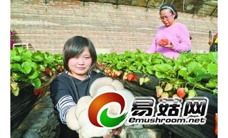 蘑菇種在草莓架下 一個大棚增收三萬 ()
