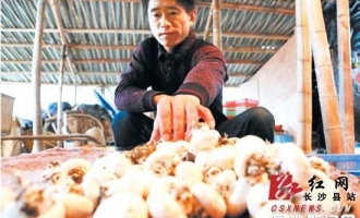 宋爽明：回家種食用菌也致富 ()