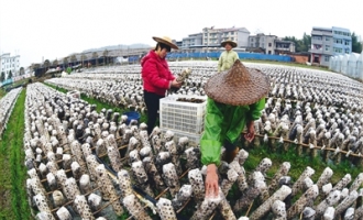 汪仁團科技手段種植食用菌小木耳獲高產(chǎn) ()