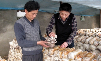 內(nèi)蒙古那吉鎮(zhèn)食用菌產(chǎn)銷合作社為社員創(chuàng)收 ()