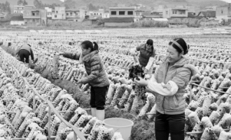 柳城縣馬山鄉(xiāng)大村食用菌現(xiàn)代栽培技術(shù)促增收 ()
