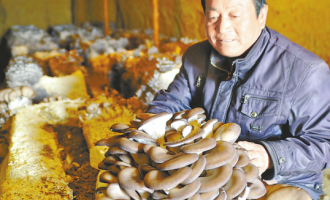 宋兆祥“箱式”方法栽培蘑菇 ()