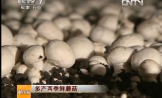 多產(chǎn)兩季鮮蘑菇 ()